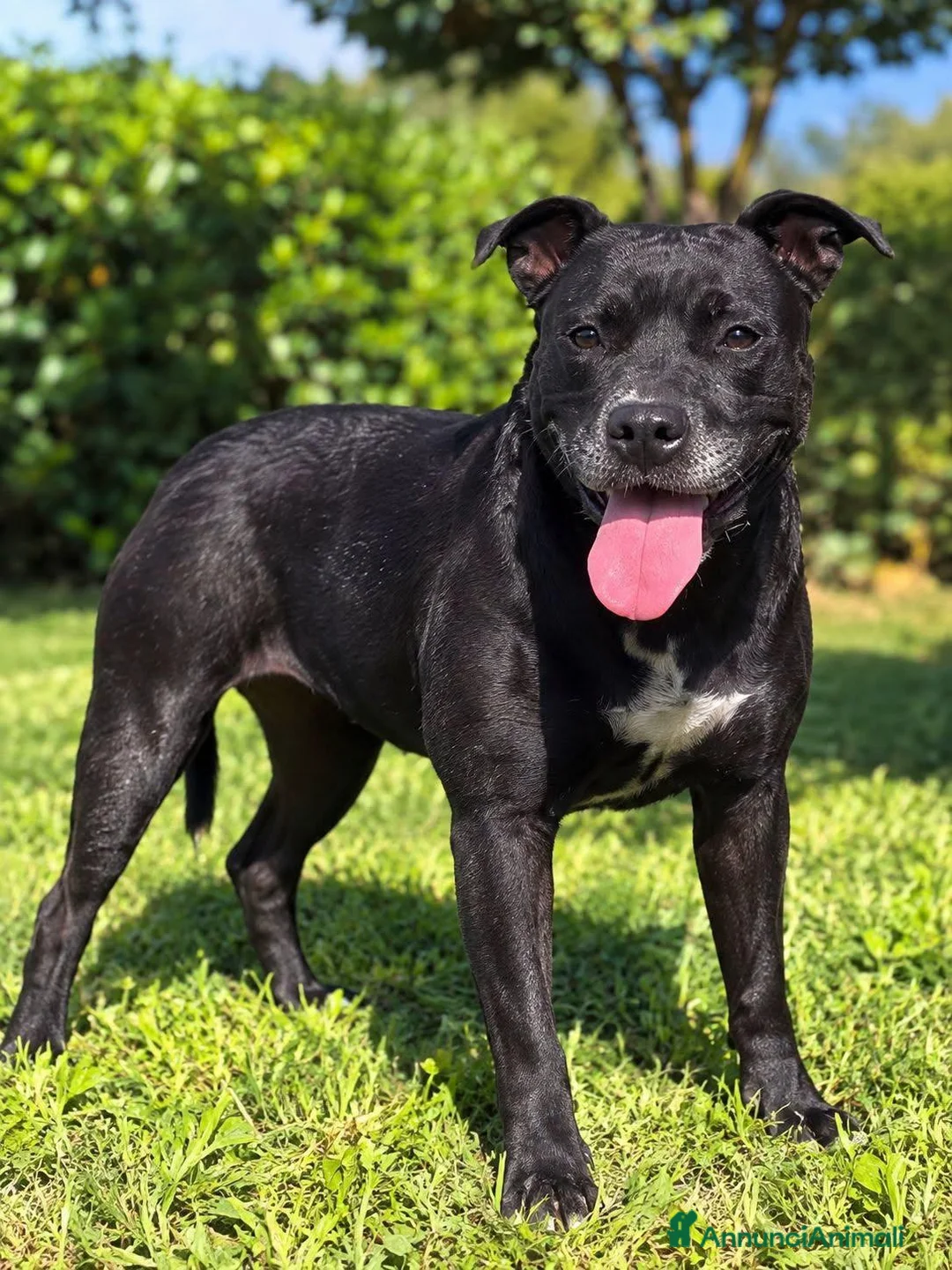 Meticcio cani in regalo: Fisiniella - Annuncio 1