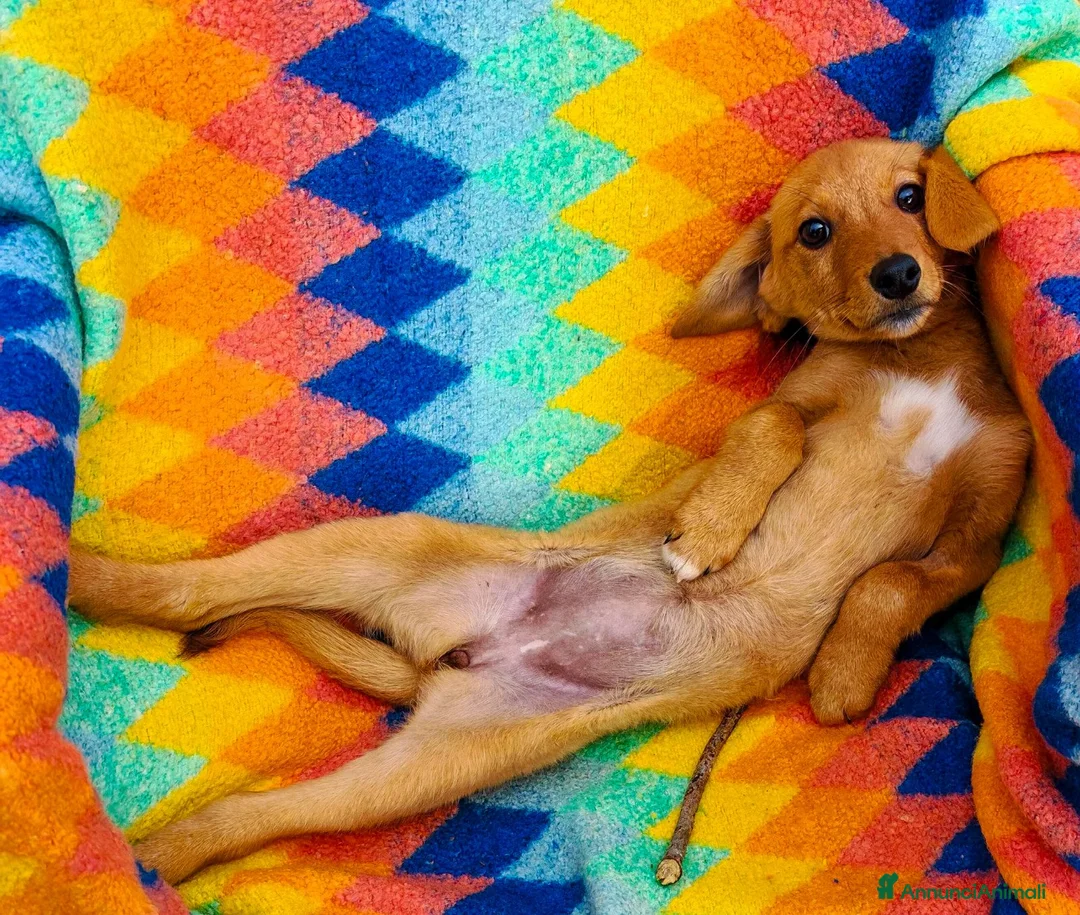 Meticcio cani in regalo: NOCCIOLA 🩷 - cucciolina cerca casa 🥰 - Annuncio 2