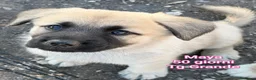 Meticcio cani in regalo: Cuccioli in cerca di famiglie  - Annuncio 9
