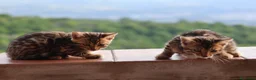 Bengala gatti in vendita: Cuccioli Bengala a Provincia di Cosenza - Annuncio 25