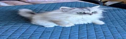 Persiano gatti in vendita: Persiano chinchilla  - Annuncio 8
