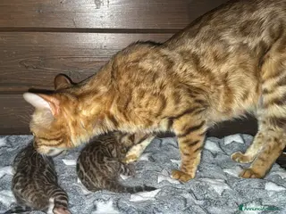 Bengala gatti Maschietti bengal puri manto brown - Annuncio 2