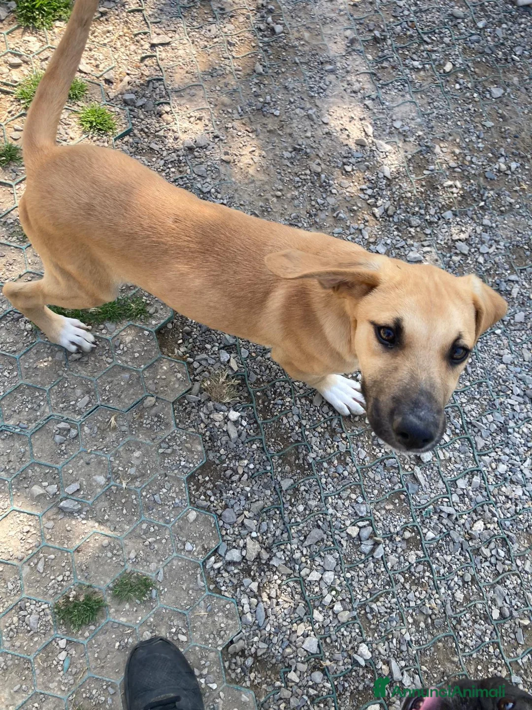 Meticcio cani in regalo: Franck  - Annuncio 7