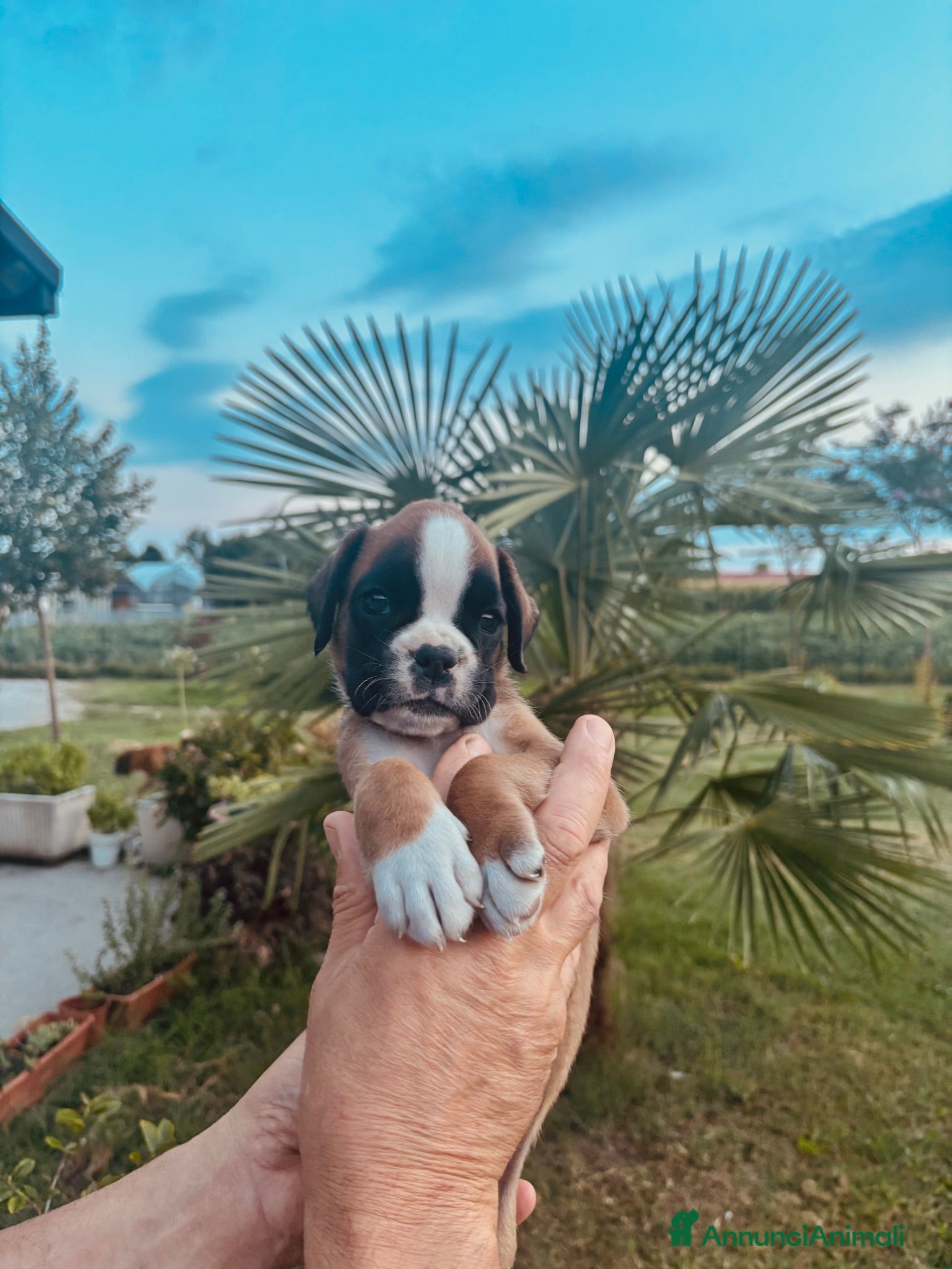 Boxer cani cuccioli di boxer in vendita  - Annuncio 1