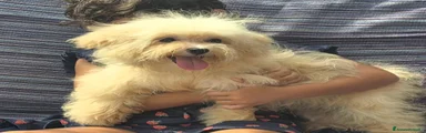 Maltipoo 3