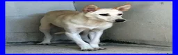 Meticcio cani in regalo: JANIS una bella timidina a Città metropolitana di Milano - Annuncio 3