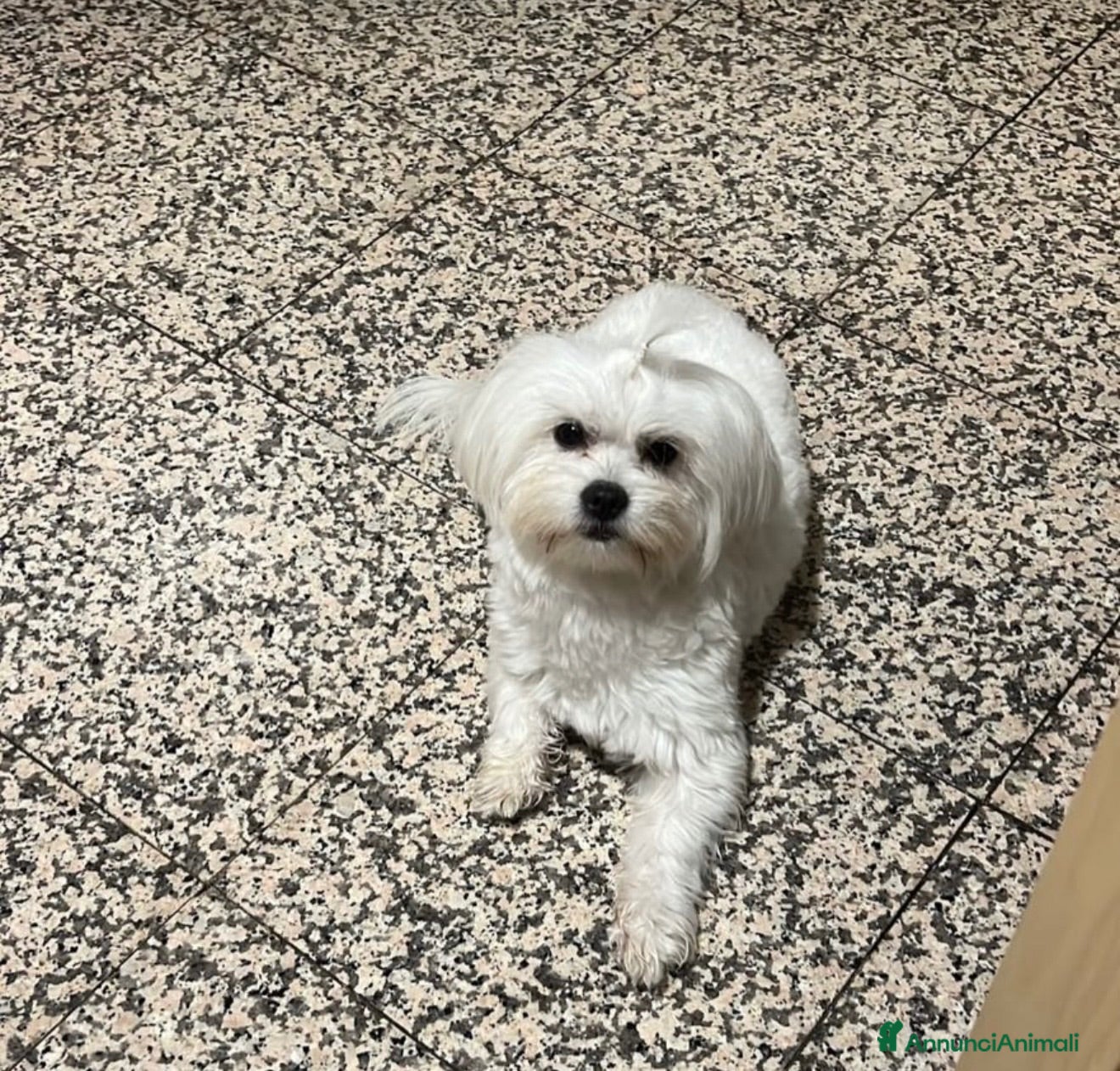 Maltese cani Maltese taglia piccola  - Annuncio 1