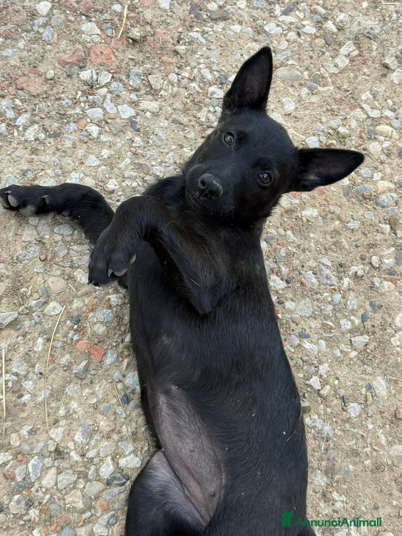 Meticcio cani in regalo: 3 dolci CUCCIOLI total black! Bellissimi - Annuncio 2