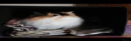 Persiano gatti per accoppiamento: Sheila - Annuncio 5