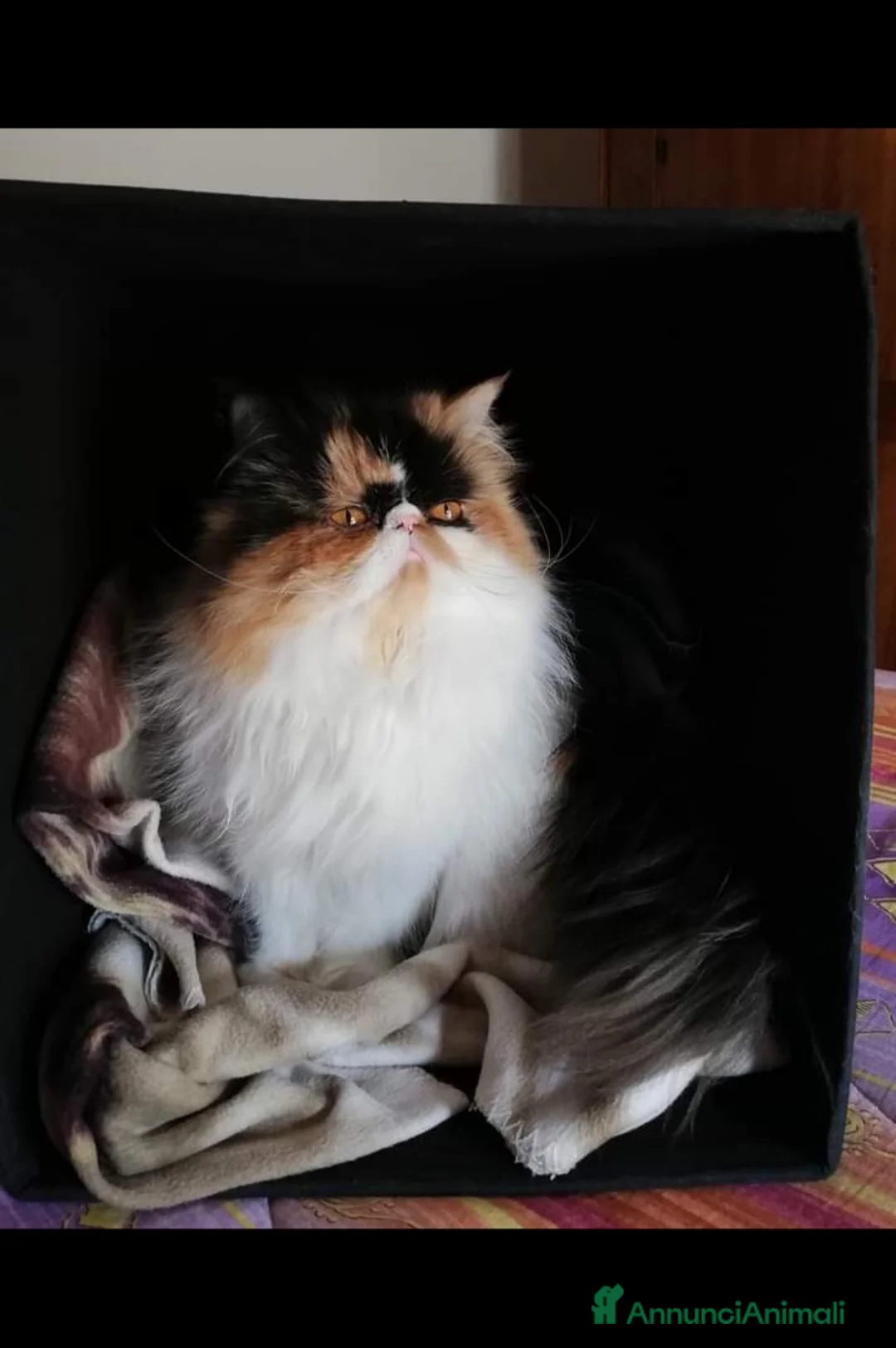 Persiano gatti per accoppiamento: Sheila - Annuncio 5