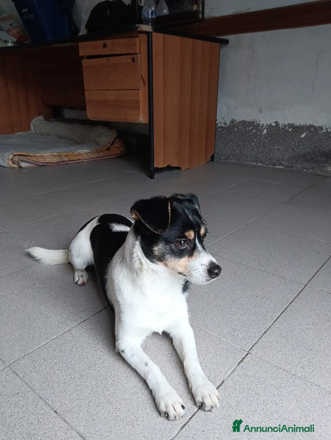 Pinscher Miniatura cani in regalo: Tobi, cerca casa!!  - Annuncio 2