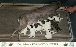 Lagotto cani in vendita: Lagotto romagnolo - cucciolo 2 a Provincia di Ravenna - Immagine 4