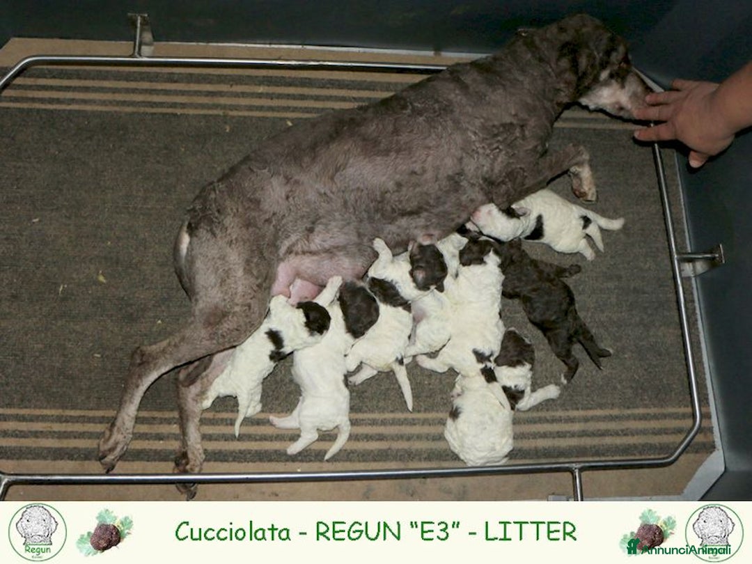 Lagotto cani in vendita: Lagotto romagnolo - cucciolo 2 a Provincia di Ravenna - Immagine 4