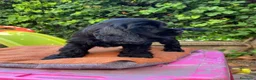 Cocker cani in vendita: Splendida cucciola cocker con pedigree enci  - Annuncio 4