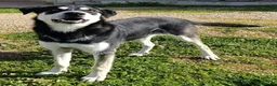 Meticcio cani in regalo: Kevin semplicemente meraviglioso - Annuncio 8