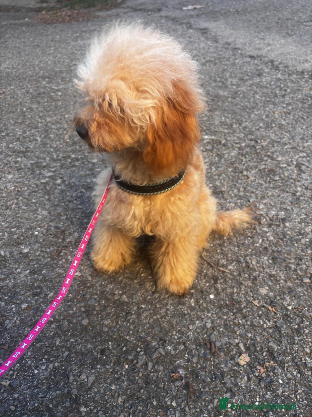 Barboncino cani in vendita: Barboncino piccolo nano  - Annuncio 5