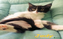 Europeo gatti in regalo: BAFFYE   E  JODY GATTINI a Città metropolitana di Roma Capitale - Immagine 6