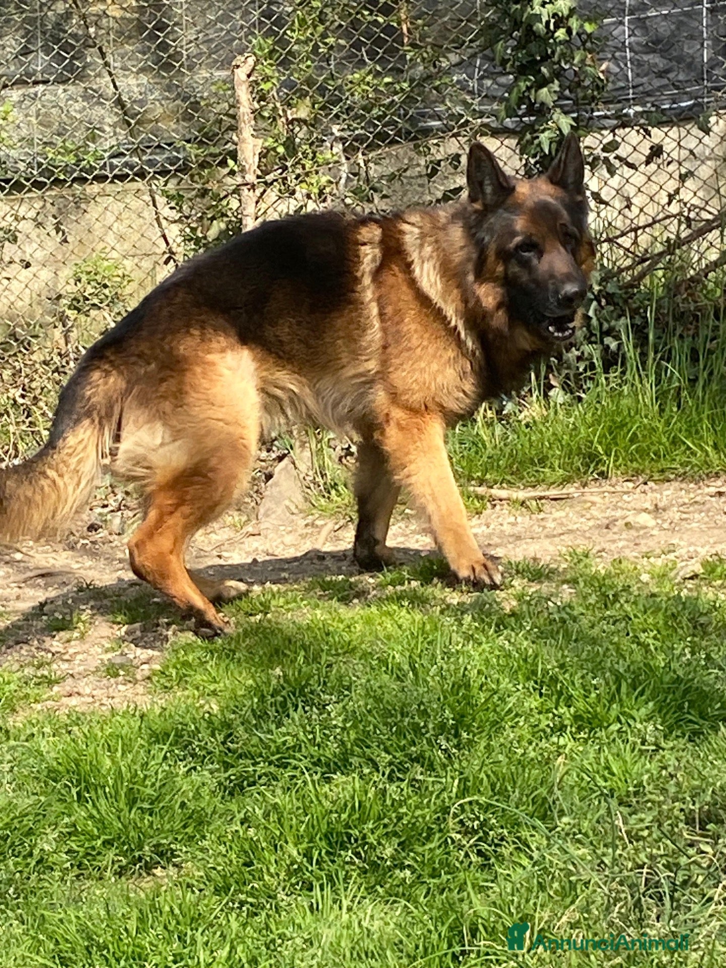 Pastore Tedesco cani Pastore tedesco maschio  - Annuncio 2