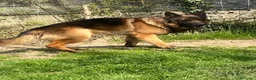Pastore Tedesco cani in regalo: Pastore tedesco maschio  a Provincia di Novara - Annuncio 1