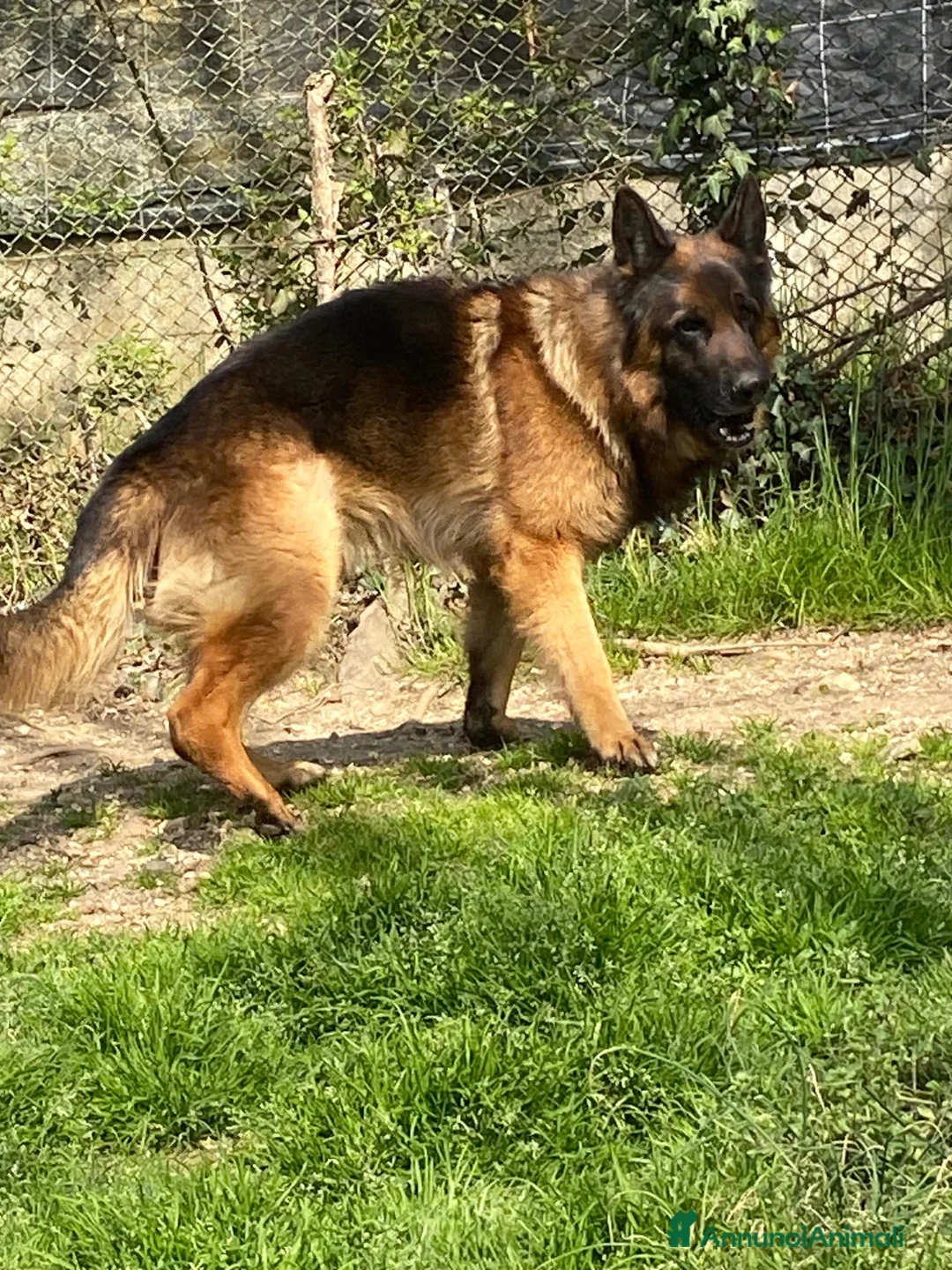 Pastore Tedesco cani in regalo: Pastore tedesco maschio  a Provincia di Novara - Annuncio 1