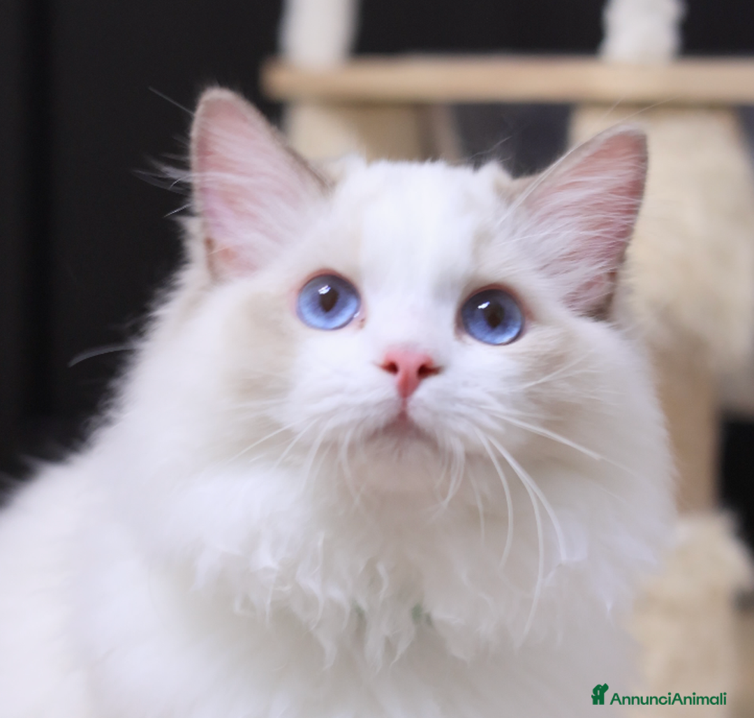 Ragdoll gatti in vendita: Cuccioli ragdoll - Annuncio 5