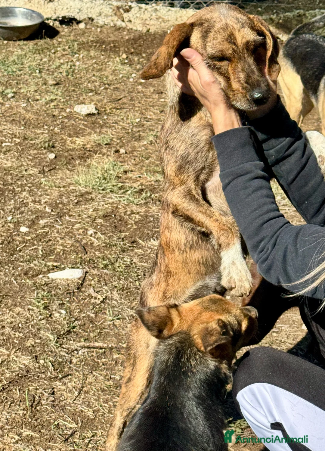 Segugio Maremmano cani in regalo: Regina 9’kg di energia e simpatia - Annuncio 4