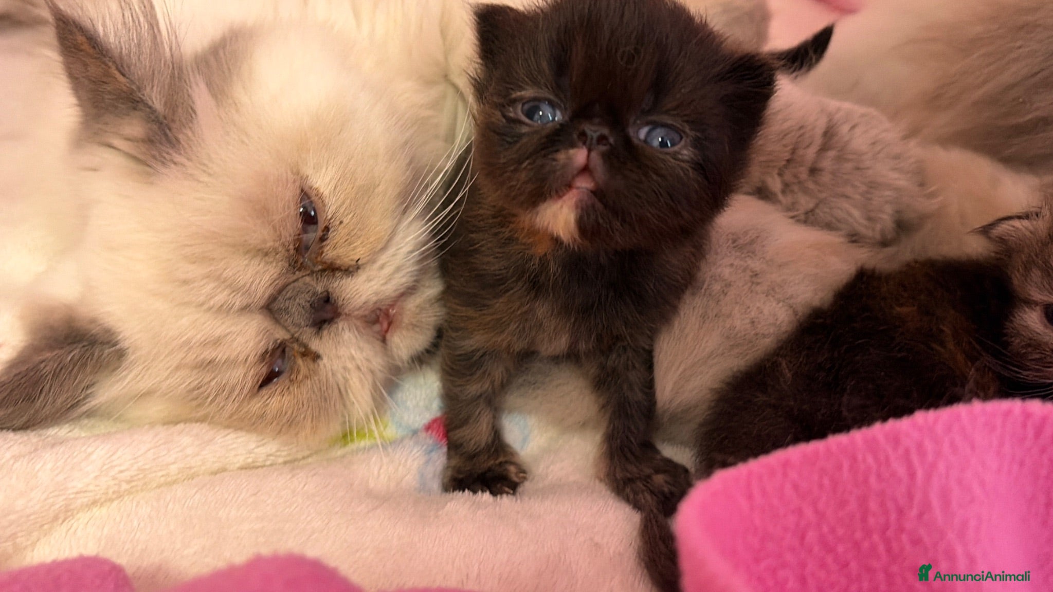Persiano gatti gattini persiani  - Annuncio 6