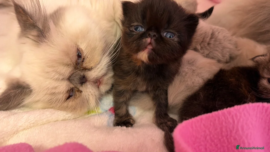 Persiano gatti in vendita: gattini persiani  - Annuncio 1