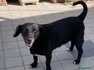 Meticcio cani Sally, adozione del cuore a Roma - Annuncio 19