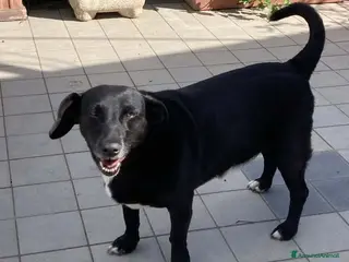 Meticcio cani Sally, adozione del cuore a Roma - Annuncio 28