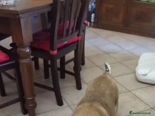 Bulldog cani NONNA SHAKIRA CERCA IL SUO ANGELO - Annuncio 4
