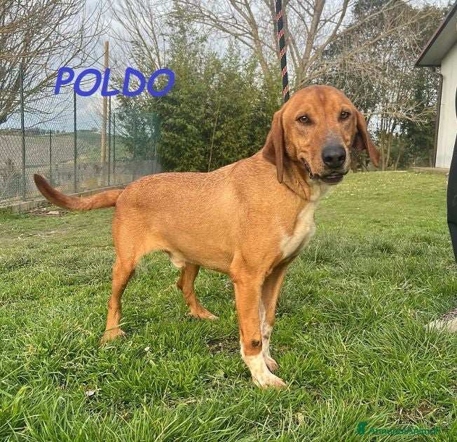 Meticcio cani POLDO affettuoso, timido con estranei - Annuncio 23