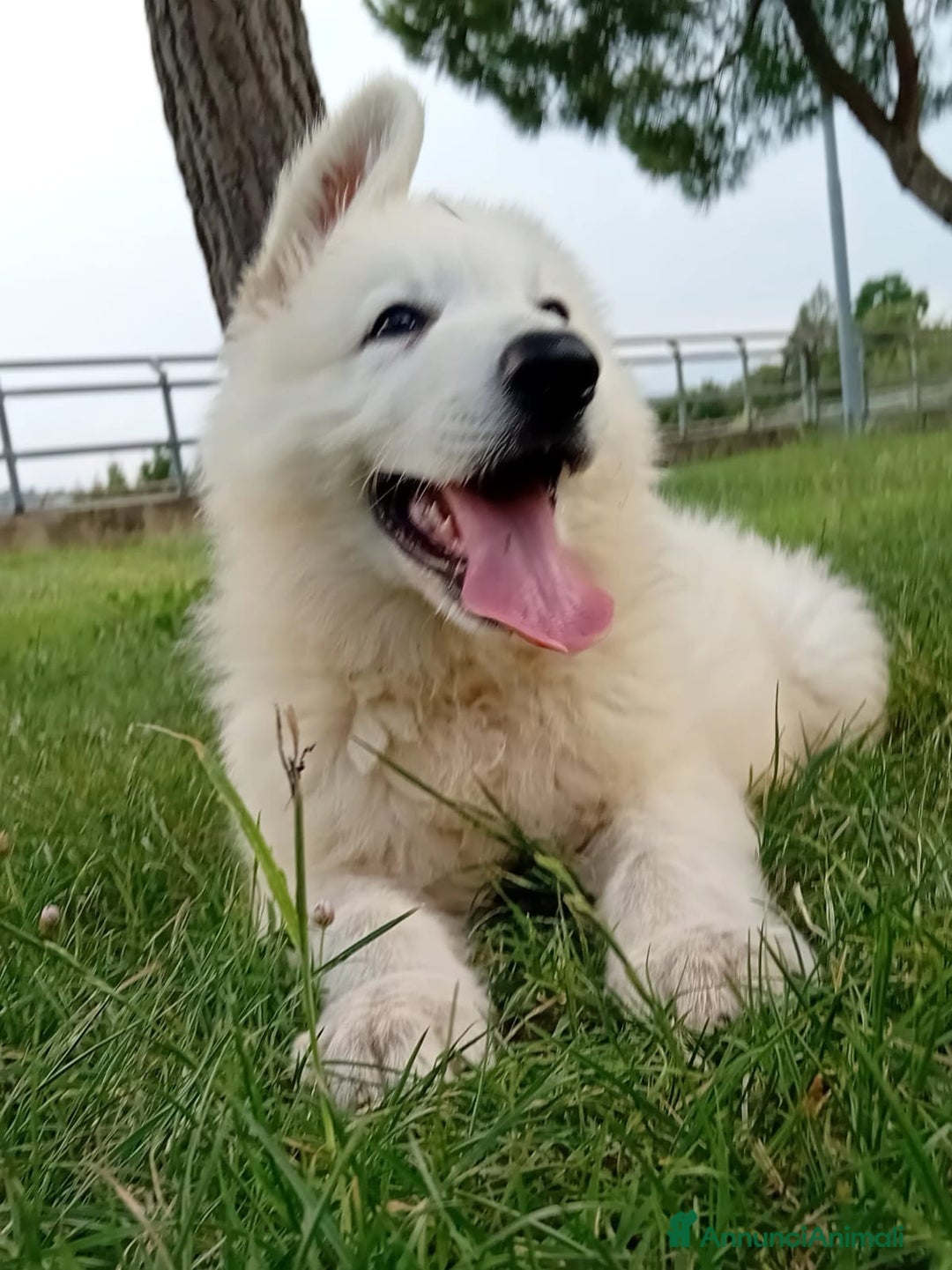 Pastore Svizzero cani in vendita: Ultimo cucciolo pelo lungo - Annuncio 7
