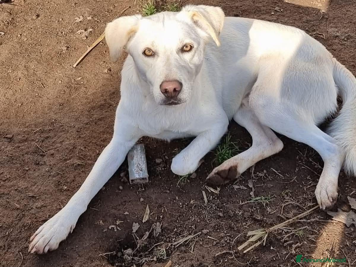 Meticcio cani Sono tanto buono, ho 4 anni per 16 kg  - Annuncio 1