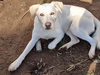 Meticcio cani Sono tanto buono, ho 4 anni per 16 kg - Annuncio 2