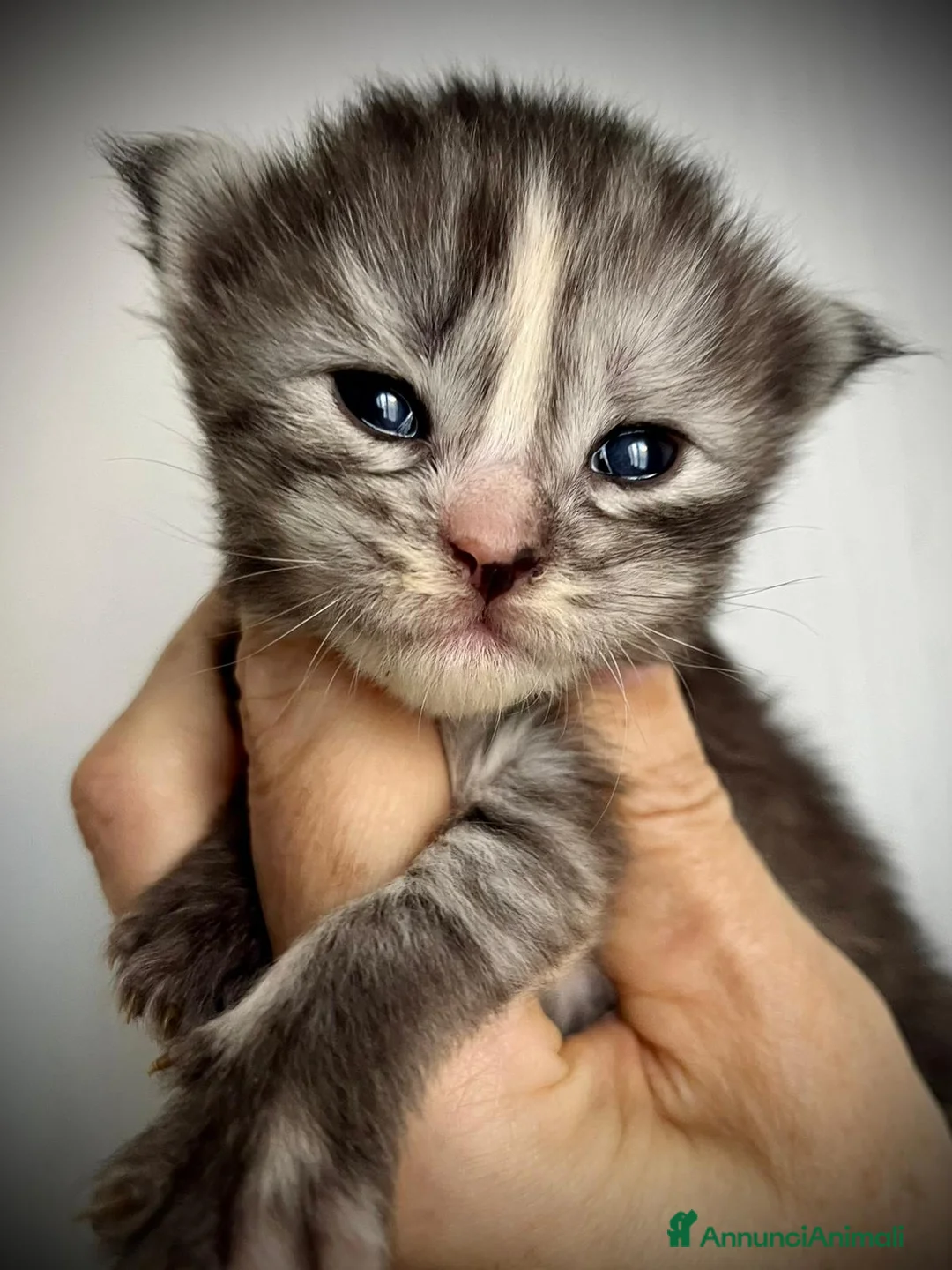 Maine Coon gatti in vendita: Cuccioli Maine Coon - Annuncio 3