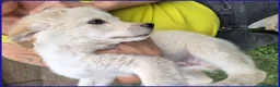 Meticcio cani in regalo: HUMMUS buono e coccolone - Annuncio 3