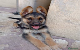 Pastore Tedesco cani in vendita: Pastore Tedesco  a Provincia di Caserta - Immagine 6