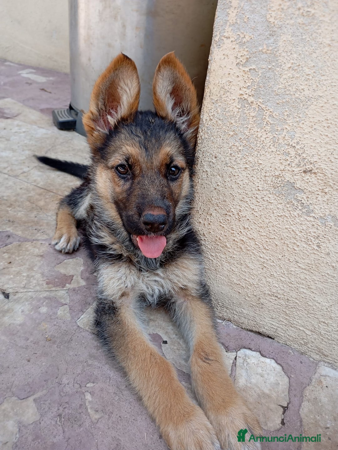 Pastore Tedesco cani in vendita: Pastore Tedesco  a Provincia di Caserta - Immagine 6