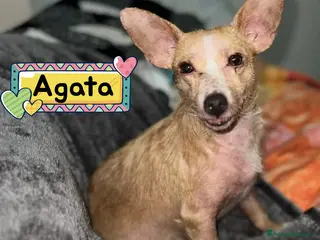 Meticcio cani AGATA 3 anni cerca casa adozione del cuore - Annuncio 26