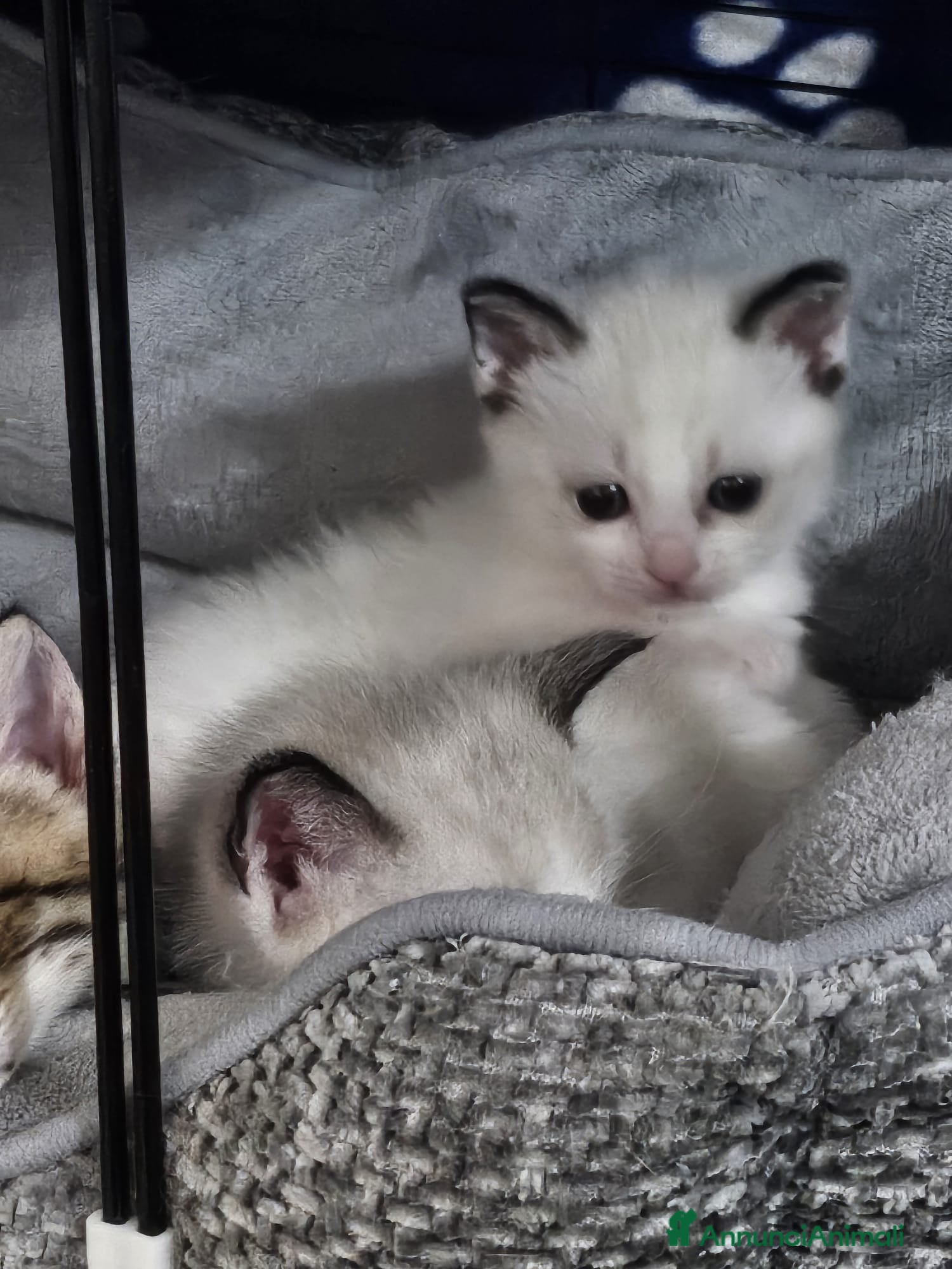 Altre razze gatti BELLA CERCA CASA 🏡 - Annuncio 1