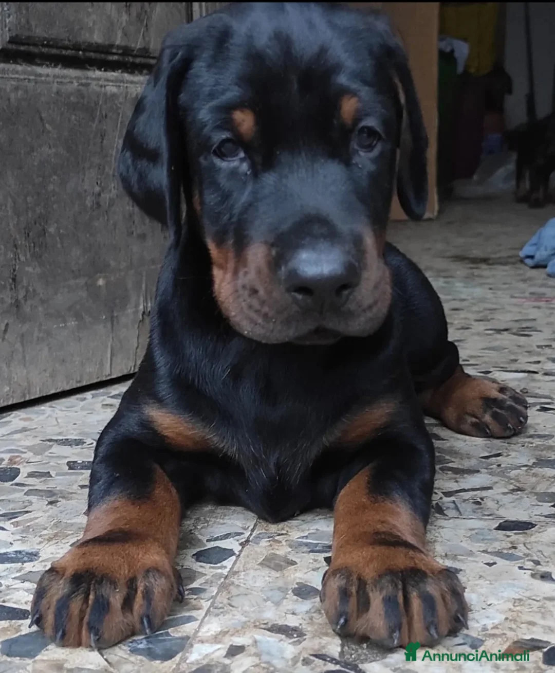 Dobermann cani in vendita: Dobermann Cuccioli  a Provincia di Brescia - Annuncio 2