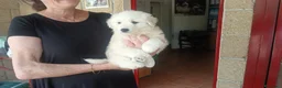 Meticcio cani in regalo: NEVE SPLENDIDA CUCCIOLA IN CERCA D'AMORE - Annuncio 3