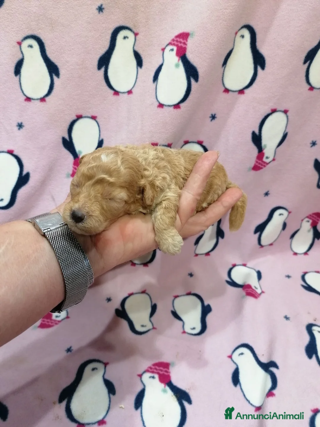 Maltipoo cani in vendita: Maltipoo F1B cuccioli - Annuncio 2