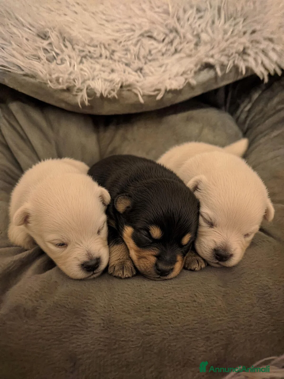 Volpino Pomerania cani in vendita: Spitz pomerania nano tedesco cuccioli - Annuncio 2