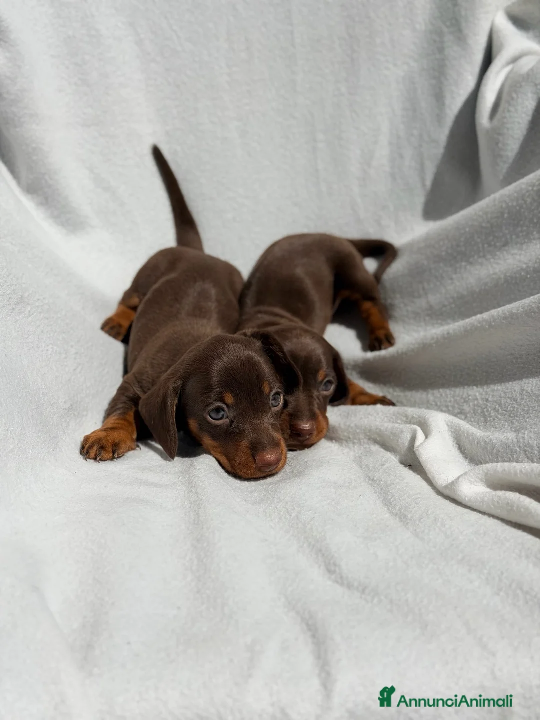 Bassotto cani in vendita: Cuccioli di bassotto ENCI disponibili  - Annuncio 2