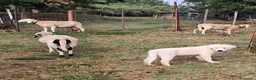 Pastore Abbruzzese Maremmano cani in vendita: Cuccioli di pastore Abruzzese Maremmano  - Annuncio 7