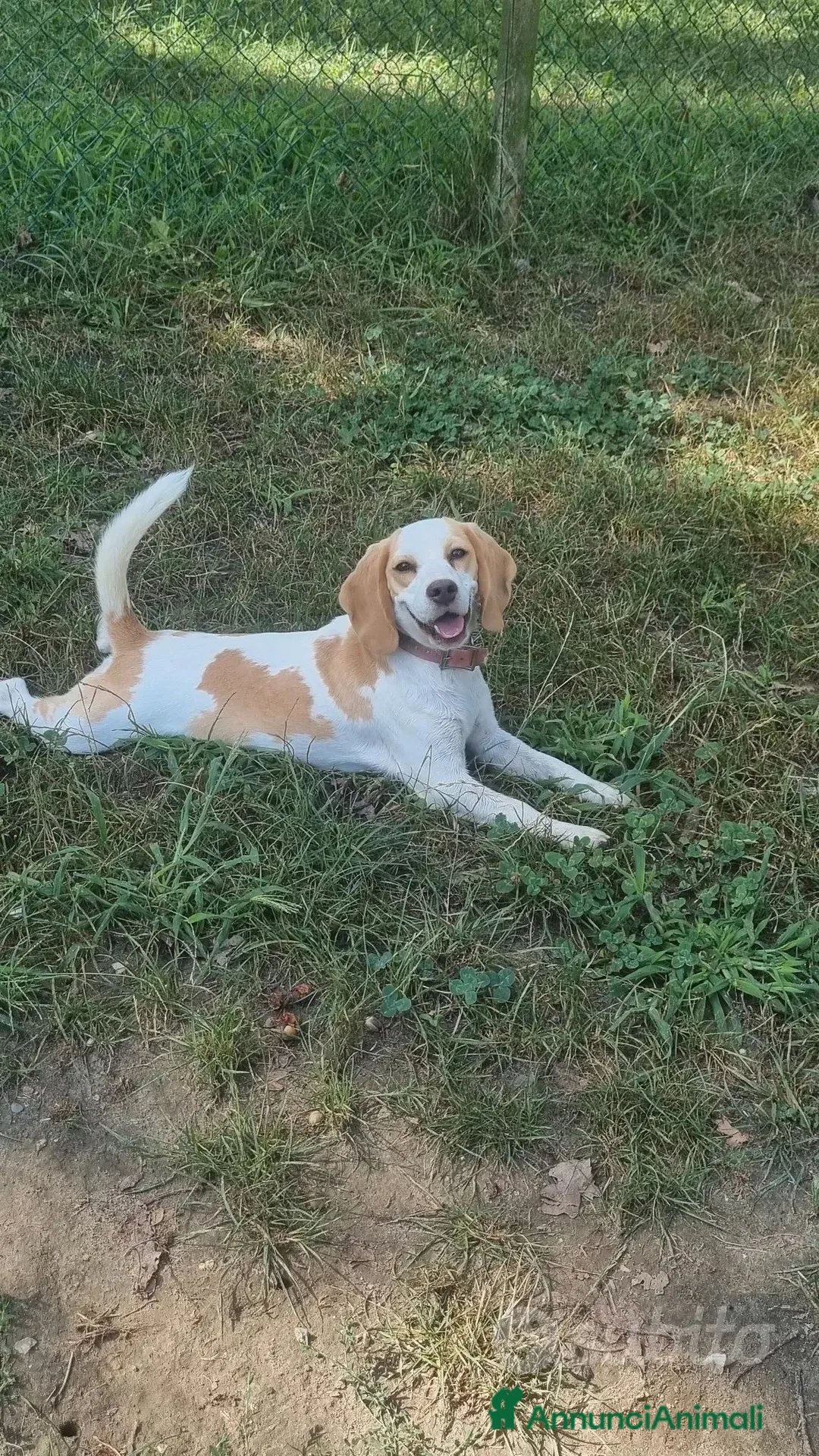 Beagle cani in vendita: Cucciolona beagle  - Annuncio 2