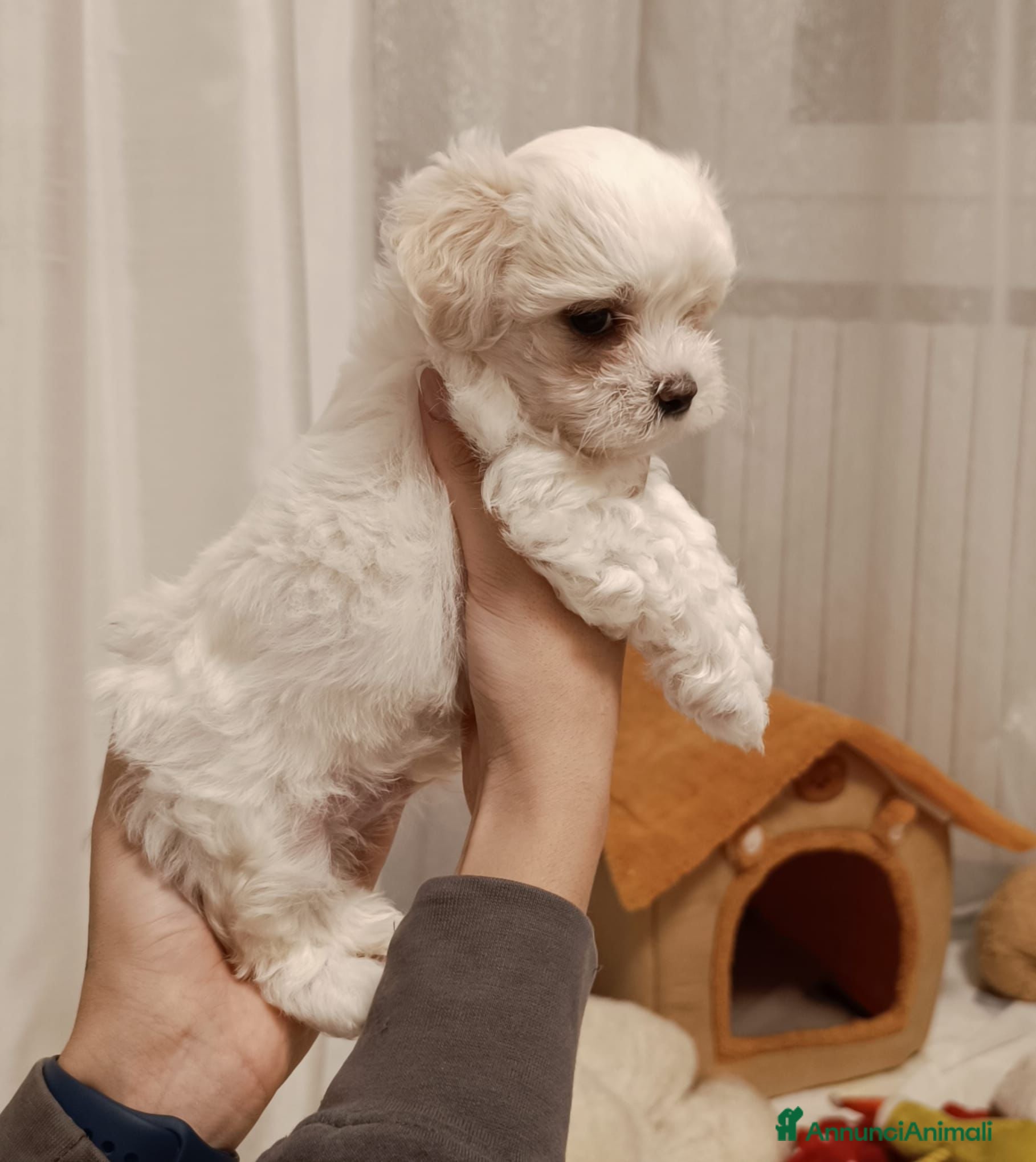 Maltese cani Cuccioli Maltese - Annuncio 1