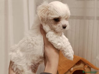 Maltese cani Cuccioli Maltese - Annuncio 2